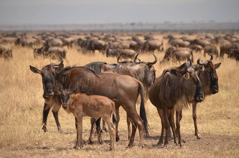 Tanzania safari