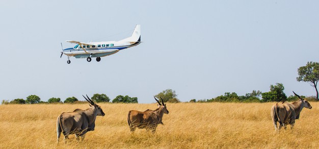 Serengeti fly in safari