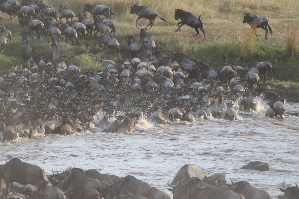wildebeest-migration-Tanzania