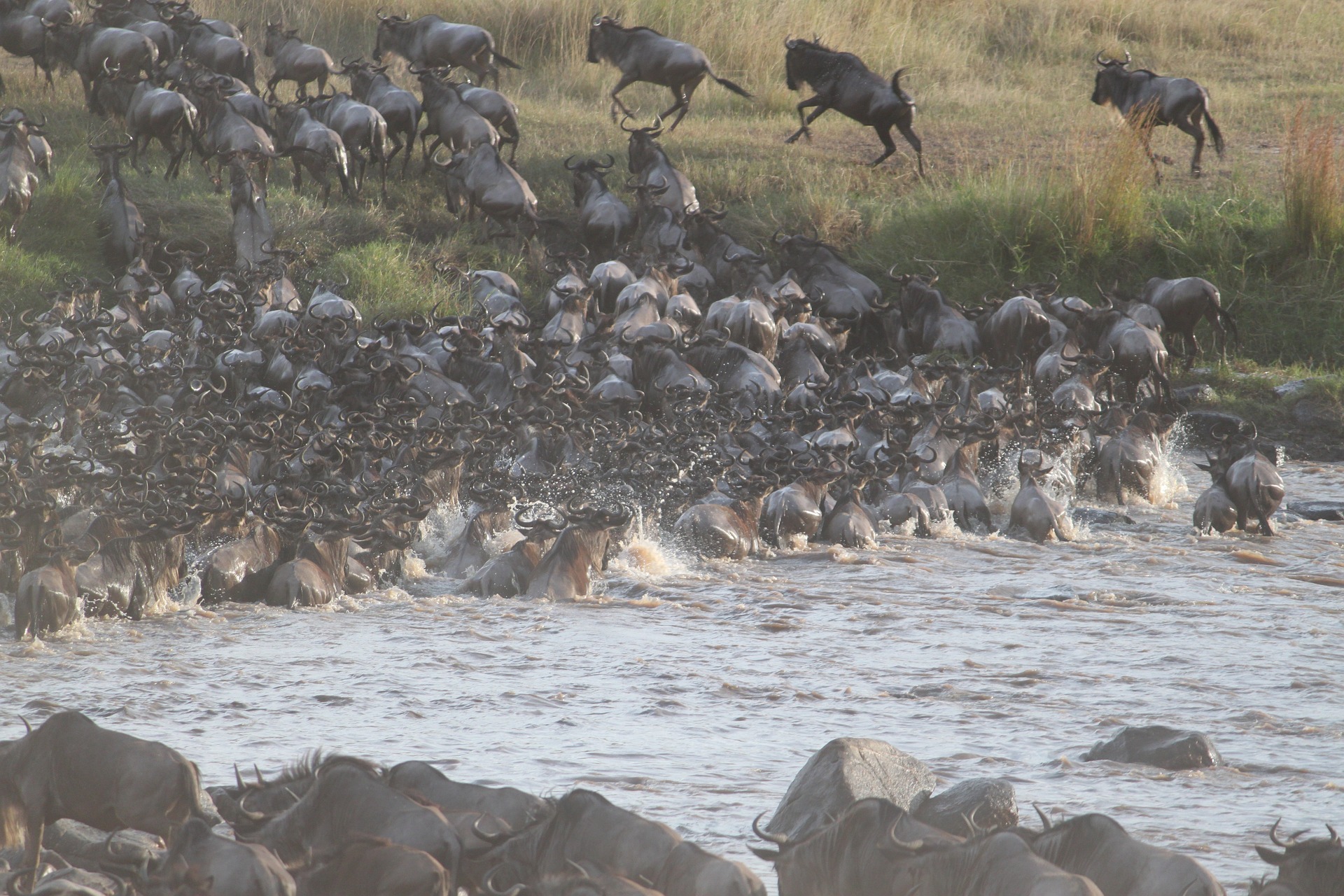 Join The Adventure Tanzania And Kenyas Live Wildebeest Migration Broadcast - chzi2cu