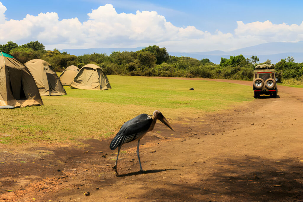 Budget-camping-safari-from-zanzibar