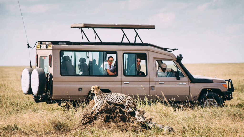 Clients Viewing cheetah during a safari from Zanzibar