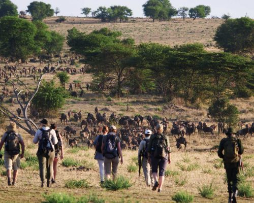Tanzania safari Tanzania safari