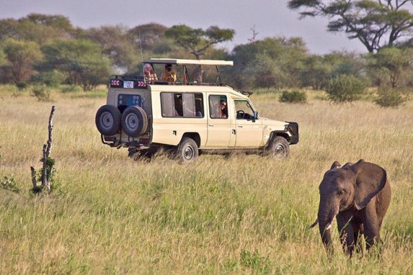 Tanzania safari